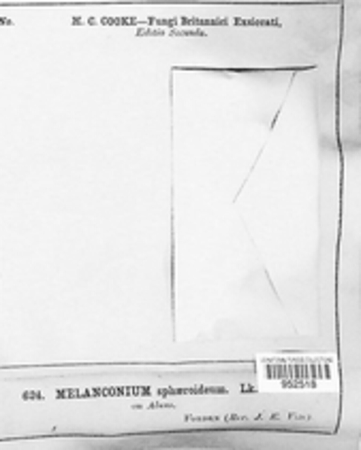 Melanconium sphaeroideum image